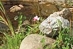 IMG_0705_1