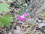 Dunai szegfű (Dianthus collinus)