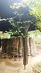 geszt