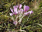 Kőről kőre Bakonybélben-4