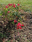 IMG_20191007_144431