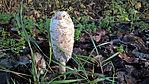 Gyapjas tintagomba