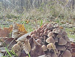 IMG_20191115_130148