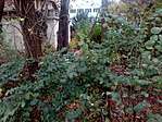IMG_20191102_102032