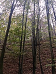 IMG_8295