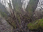 IMG_20191220_073907