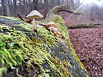 IMG_20191117_133156-01