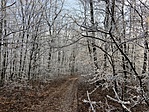 IMG_2121