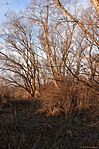 HER_9536_tn