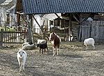 Tabajd_6