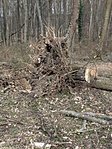 kőröl