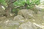 DSC_0028_tn
