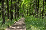 _DSC1565