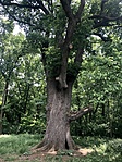 IMG_1114