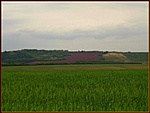 Odafelé - távolban bíborhere mező