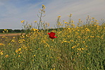 IMG_5381