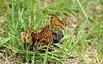 IMG_5827