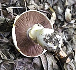 GCGMBA-Kocsis-Benedek-k2