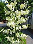 Yucca