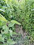 IMG_20200602_185534_resize_2