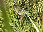 IMG_2419