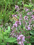 IMG_2427