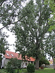 IMG_6539