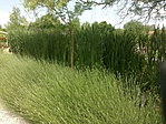 DSC00444