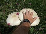 Mezei csiperke (Agaricus campestris)
