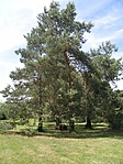 P6125645