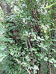 20200718_162012[1]