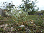 DSCN7582