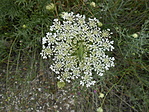 DSCN7590