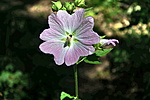 DSC_4186r