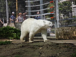 A Nyíregyházi Állatpark-1