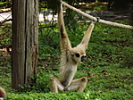 A Nyíregyházi Állatpark-4