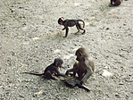 A Nyíregyházi Állatpark-7