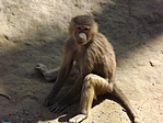 A Nyíregyházi Állatpark-9