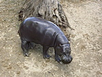 A Nyíregyházi Állatpark-10