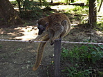 A Nyíregyházi Állatpark-17