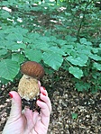 1. Ízletes Vargánya gomba - Boletus edulis
