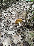 2. Szemcsésnyelű fenyőtinóru - Suillus granulatus