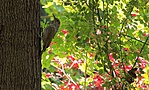 IMG_4113_1