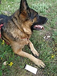 logfüzet