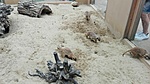 IMG_20200703_112522