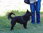 Hektor, a kesserkutyu