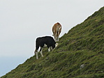 IMG_7921