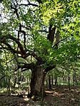GCOT31_20200906_100304