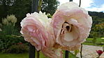 P1110975