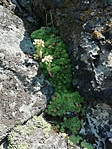 Borjúfő-10